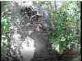 Scrubjay chick hops around ground,woodpile Cat.#V22051, 3840x2160 H.264/MPEG-4 AVC/avc1(.MP4), 26 sec. at 29.971fps 