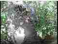 Scrubjay chick in foliage upper right center Cat.#V22052, 3840x2160 H.264/MPEG-4 AVC/avc1(.MP4), 11 sec. at 29.971fps 