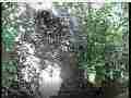 Scrubjay chick flutters to ground and hops from right to left Cat.#V22060, 3840x2160 H.264/MPEG-4 AVC/avc1(.MP4), 34 sec. at 29.971fps 