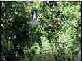 Scrubjay adult flies out of foliage and attacks camera Cat.#V22064, 3840x2160 H.264/MPEG-4 AVC/avc1(.MP4), 15 sec. at 29.971fps 