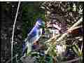 Scrub Jay closeup with fly-away (no audio) Cat.#V22067, 1920x1080 H.264/AVC/AVCHD(.MTS), 7 sec. at 30fps 