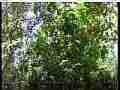 Scrub Jay chicks in tree (no audio) Cat.#V22070, 1920x1080 H.264/AVC/AVCHD(.MTS), 12 sec. at 30fps 