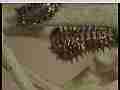 Caterpillar fight! Two larvae duke it out (realtime ProRes 422 HQ 4K) Cat.#V22121, 3840x2160 Apple ProRes 422 HQ/apch(.MOV), 17 sec. at 29.971fps 