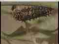 Butterfly caterpillar molting skin sequence 4 (realtime ProRes 422 HQ 4K) Cat.#V22126, 3840x2160 Apple ProRes 422 HQ/apch(.MOV), 35 sec. at 29.971fps 