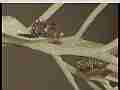 Butterfly caterpillar eating leaf close-up (realtime HD) Cat.#V22135, 1920x1080 MPEG2/AVC(.MTS), 15 sec. at 30fps 