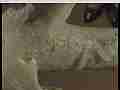 Plant Lice extreme macro real time HD Cat.#V22154, 1920x1080 MPEG2/AVC(.MTS), 19 sec. at 30fps 