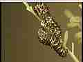 Real time swallowtail butterfly caterpillar pre-molt spasms Cat.#V22213, 1920x1080 H.264/MPEG-4 AVC/avc1(.MP4), 15 sec. at 29.971fps 