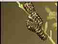 Real time swallowtail butterfly caterpillar pre-molt big spasms Cat.#V22214, 1920x1080 H.264/MPEG-4 AVC/avc1(.MP4), 11 sec. at 29.971fps 