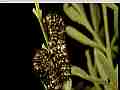 Swallowtail butterfly caterpillars annoy each other Cat.#V22228, 3840x2160 H.264/MPEG-4 AVC/avc1(.MP4), 21 sec. at 29.971fps 