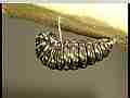Swallowtail butterfly caterpillar pre-molt Cat.#V22239, 3840x2160 H.264/MPEG-4 AVC/avc1(.MP4), 15 sec. at 29.971fps 