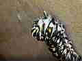 4K super macro Butterfly caterpillar spins silk suspension loop Cat.#V22326, 3840x2160 H.264/MPEG-4 AVC/avc1(.MP4), 73 sec. at 29.971fps 