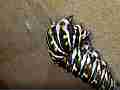 4K super macro Butterfly caterpillar spins silk suspension loop Cat.#V22327, 3840x2160 H.264/MPEG-4 AVC/avc1(.MP4), 71 sec. at 29.971fps 