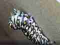 4K super macro Butterfly caterpillar spins silk suspension loop Cat.#V22328, 3840x2160 H.264/MPEG-4 AVC/avc1(.MP4), 62 sec. at 29.971fps 