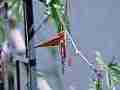 Gulf Fritillary butterfly mating pair male flapping Cat.#V22382, 3840x2160 H.264/MPEG-4 AVC/avc1(.MP4), 9 sec. at 29.971fps 
