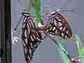 Gulf Fritillary butterfly mating pair abdomen action Cat.#V22388, 3840x2160 H.264/MPEG-4 AVC/avc1(.MP4), 10 sec. at 29.971fps 