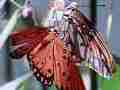 Gulf Fritillary butterfly male tries to mate female Cat.#V22390, 3840x2160 H.264/MPEG-4 AVC/avc1(.MP4), 11 sec. at 29.971fps 