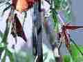Gulf Fritillary butterfly male tries to mate females Cat.#V22393, 3840x2160 H.264/MPEG-4 AVC/avc1(.MP4), 18 sec. at 29.971fps 
