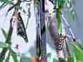 Gulf Fritillary butterfly male courts females Cat.#V22394, 3840x2160 H.264/MPEG-4 AVC/avc1(.MP4), 8 sec. at 29.971fps 