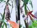 Gulf Fritillary butterfly male approaches mated pairs Cat.#V22400, 3840x2160 H.264/MPEG-4 AVC/avc1(.MP4), 17 sec. at 29.971fps 