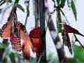 240fps slow motion Gulf Fritillary butterflies mating male harasses mated frits Cat.#V22402, 1920x1080 H.264/MPEG-4 AVC/avc1(.MP4), 41 sec. at 240fps 