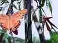 240fps slow motion Gulf Fritillary butterflies mating male harasses mated frits Cat.#V22403, 1920x1080 H.264/MPEG-4 AVC/avc1(.MP4), 14 sec. at 240fps 