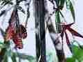 240fps slow motion Gulf Fritillary butterflies mating male harasses mated frits Cat.#V22405, 1920x1080 H.264/MPEG-4 AVC/avc1(.MP4), 34 sec. at 240fps 