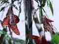 240fps slow motion Gulf Fritillary butterflies mating male harasses mated frits Cat.#V22406, 1920x1080 H.264/MPEG-4 AVC/avc1(.MP4), 53 sec. at 240fps 