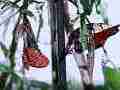 240fps slow motion Gulf Fritillary butterflies mating pair flapping, male hangs by abdomen Cat.#V22411, 1920x1080 H.264/MPEG-4 AVC/avc1(.MP4), 46 sec. at 240fps 