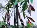 240fps slow motion Gulf Fritillary butterflies mating pair 2 breaks up Cat.#V22415, 1920x1080 H.264/MPEG-4 AVC/avc1(.MP4), 48 sec. at 240fps 
