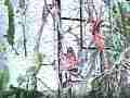 Gulf Fritillary butterfly 240fps slow motion male harrasses mating pair Cat.#V22456, 1920x1080 H.264/MPEG-4 AVC/avc1(.MP4), 10 sec. at 240fps 