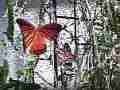 Gulf Fritillary butterfly 240fps slow motion male harrasses mating pair Cat.#V22459, 1920x1080 H.264/MPEG-4 AVC/avc1(.MP4), 33 sec. at 240fps 