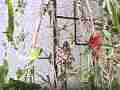 Gulf Fritillary butterfly 240fps slow motion male harrasses mating pair Cat.#V22465, 1920x1080 H.264/MPEG-4 AVC/avc1(.MP4), 13 sec. at 240fps 