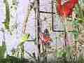 Gulf Fritillary butterfly 240fps slow motion male harrasses mating pair Cat.#V22466, 1920x1080 H.264/MPEG-4 AVC/avc1(.MP4), 14 sec. at 240fps 