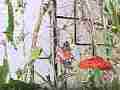 Gulf Fritillary butterfly 240fps slow motion male harrasses mating pair Cat.#V22467, 1920x1080 H.264/MPEG-4 AVC/avc1(.MP4), 11 sec. at 240fps 