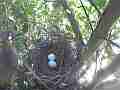 Mourning Dove flies-in to re-used Scrubjay nest (full sequence) Cat.#V22598, 3840x2160 H.264/MPEG-4 AVC/avc1(.MP4), 80 sec. at 29.971fps 