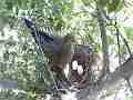 Mourning Dove panting in heat on re-used Scrubjay nest Cat.#V22599, 3840x2160 H.264/MPEG-4 AVC/avc1(.MP4), 16 sec. at 29.971fps 