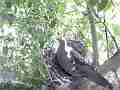 Mourning Dove panting in re-used Scrubjay nest Cat.#V22603, 3840x2160 H.264/MPEG-4 AVC/avc1(.MP4), 18 sec. at 29.971fps 