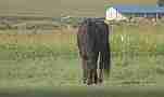 Kentucky Farm Morning horses in pasture Cat.#V22768, 1920x1080 H.264/avc1(.MOV), 32 sec. at 29.971fps 