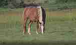 Kentucky Farm Morning horses in pasture Cat.#V22770, 1920x1080 H.264/avc1(.MOV), 40 sec. at 29.971fps 