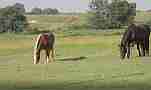Kentucky Farm Morning horses in pasture Cat.#V22772, 1920x1080 H.264/avc1(.MOV), 5 sec. at 29.971fps 