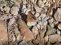Kentucky Butterflies, Emperor butterfly feeding rocky ground Cat.#V22786, 1920x1080 H.264/avc1(.MOV), 31 sec. at 29.971fps 