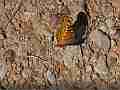 Kentucky butterflies, Varegated Fritillary feeding on rocky ground Cat.#V22791, 1920x1080 H.264/avc1(.MOV), 46 sec. at 29.971fps 