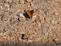 Kentucky butterflies, Varegated Fritillary feeding on rocky ground Cat.#V22794, 1920x1080 H.264/avc1(.MOV), 9 sec. at 29.971fps 