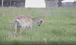 Kentucky Farm goats in pasture Cat.#V22810, 1920x1080 H.264/avc1(.MOV), 3 sec. at 29.971fps 
