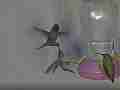 Long Hummingbird battle male vs.female slow motion [playback at 23.98 = -10x] Cat.#V23430, 1280x720 CineForm 10-bit Visually Perfect HD (Wavelet)/CFHD(.AVI), 87 sec. at 23.976fps 