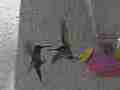 A hummingbird claws at another in 240fps slow motion [playback at 23.98 = -10x] Cat.#V23466, 1280x720 CineForm 10-bit Visually Perfect HD (Wavelet)/CFHD(.AVI), 26 sec. at 23.976fps 