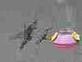 Male Anna's Hummingbird attacks and chases a female Allen's in 240fps slow motion recorded in 120ps slow motion [playback at 15fps = -10x] Cat.#V23482, 1920x1080 CineForm 10-bit Visually Perfect HD (Wavelet)/CFHD(.AVI), 16 sec. at 15fps 