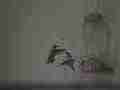 Quick nip and chase off as hummingbirds fight in 240fps slow motion [playback at 23.98 = -10x] Cat.#V23574, 1920x1080 MPEG2/AVC(.MTS), 18 sec. at 240/23.98fps 