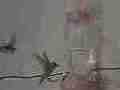 Hummingbird gets body slammed by attacker in 240fps slow motion [playback at 23.98 = -10x] Cat.#V23602, 1920x1080 MPEG2/AVC(.MTS), 20 sec. at 240/23.98fps 