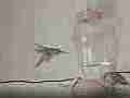 Hummingbird bites another's back and fights in 240fps slow motion [playback at 23.98 = -10x] Cat.#V23665, 1920x1080 MPEG2/AVC(.MTS), 18 sec. at 240/23.98fps 